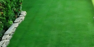 Read more about the article 5 Alasan Harus Punya Rumput Sintetis